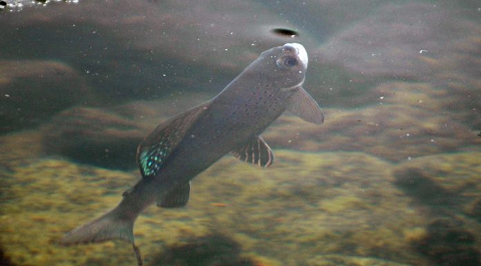 Arctic Grayling